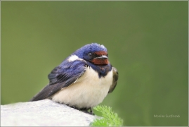 <p>VLAŠTOVKA OBECNÁ (Hirundo rustica) /Barn swallow – Rauchschwalbe/</p>